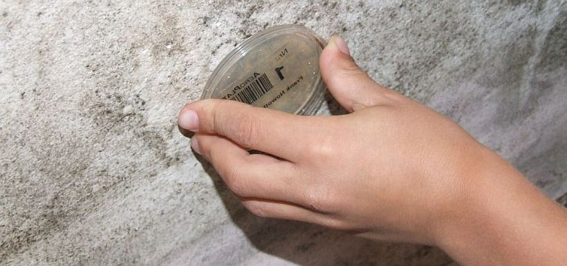 Abklatschprobe zur labormäßigen Schimmelbestimmung