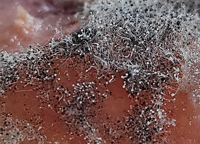  Schimmel auf einem Pfirsich