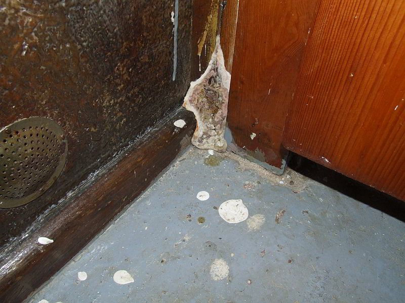 Hausschwamm trotz oder wegen der Belüftung?